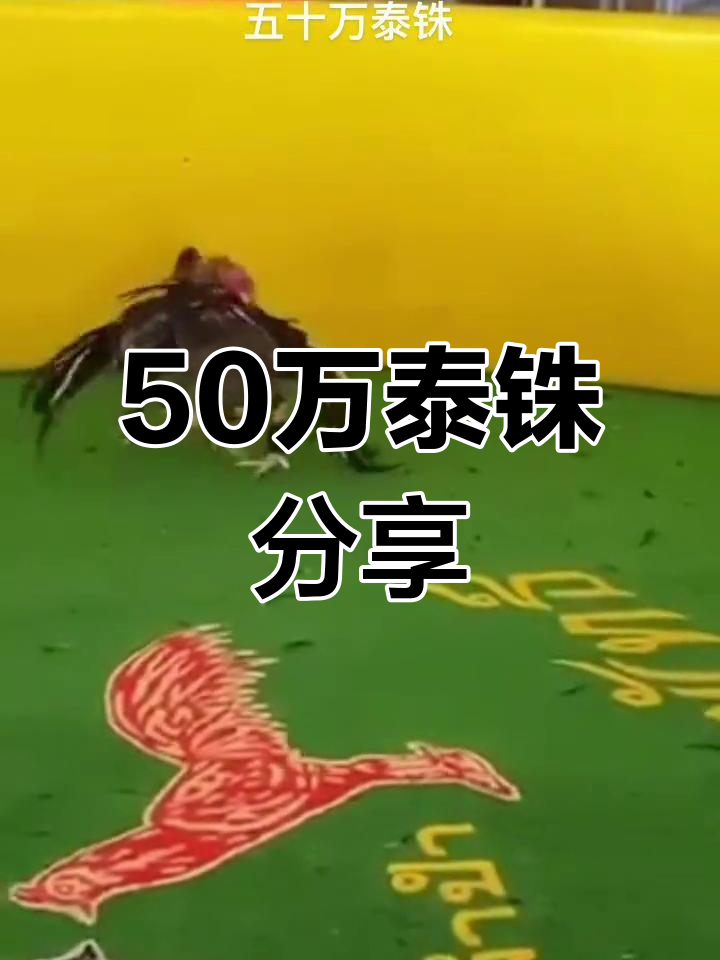 泰国斗鸡文化大揭秘
