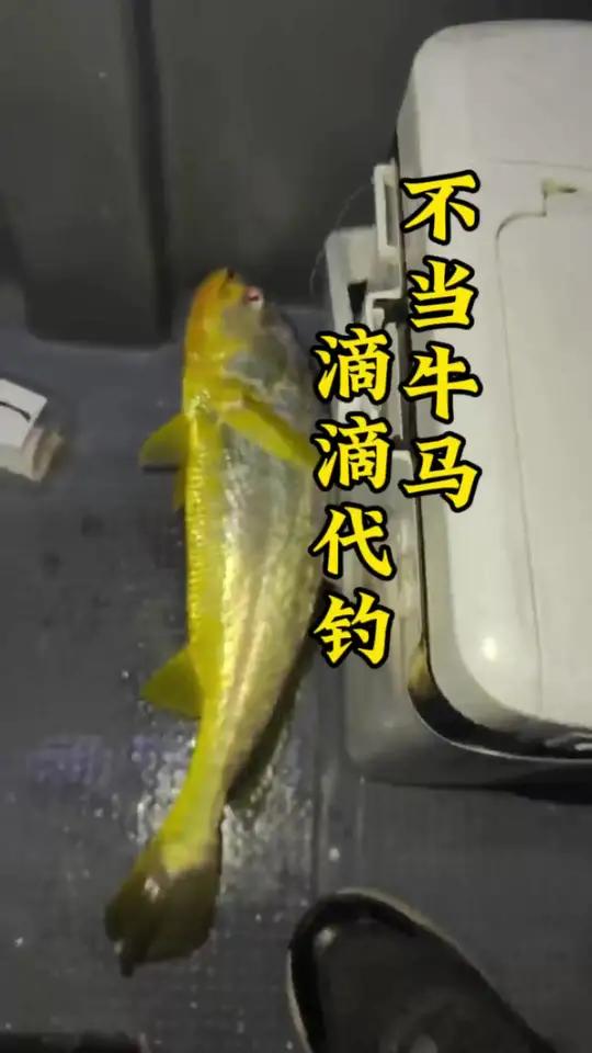 不当牛马,滴滴代钓 第239期|海钓猫总夫妇-惠东海钓分享