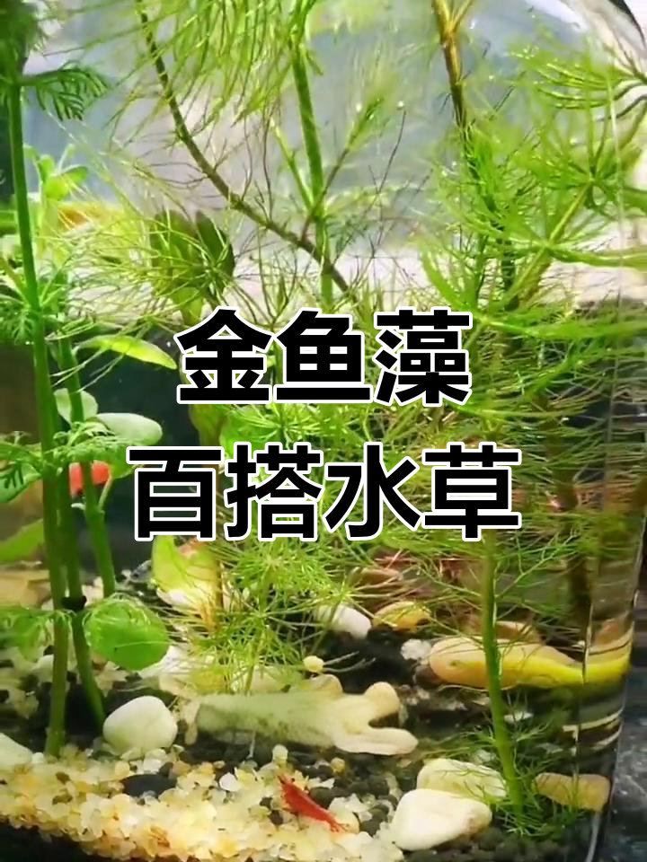 轻松养鱼必备:快速繁殖的金鱼藻