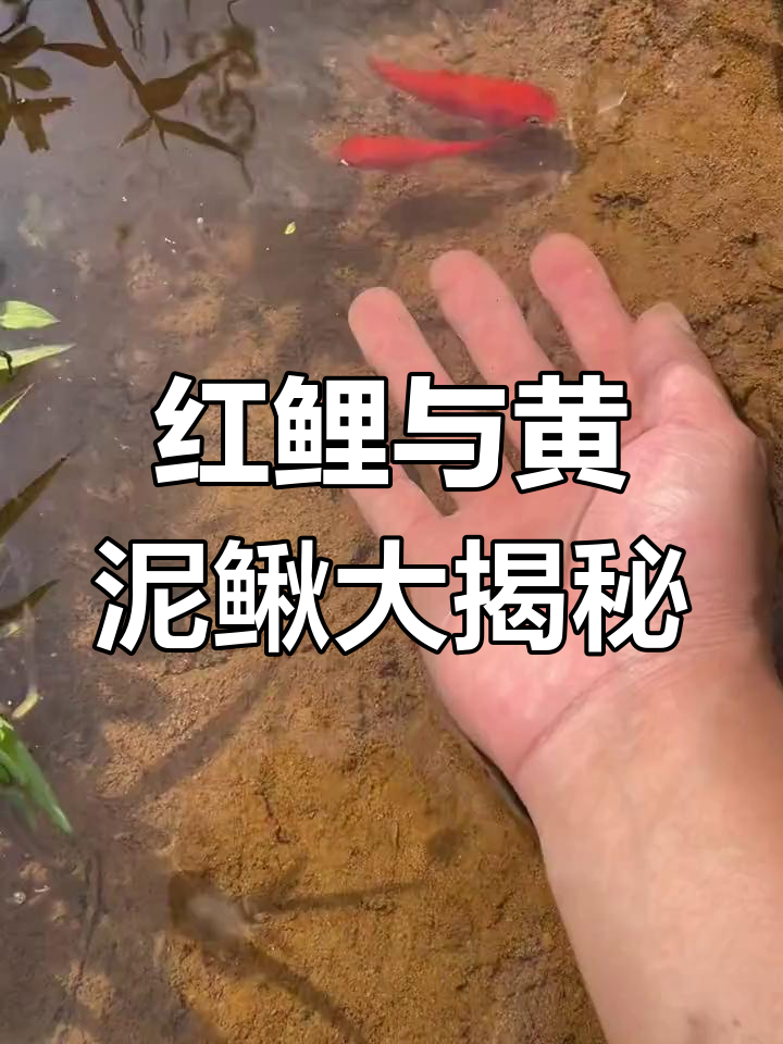 水坑里发现红鲤鱼和黄金泥鳅,竟然还有意外惊喜!