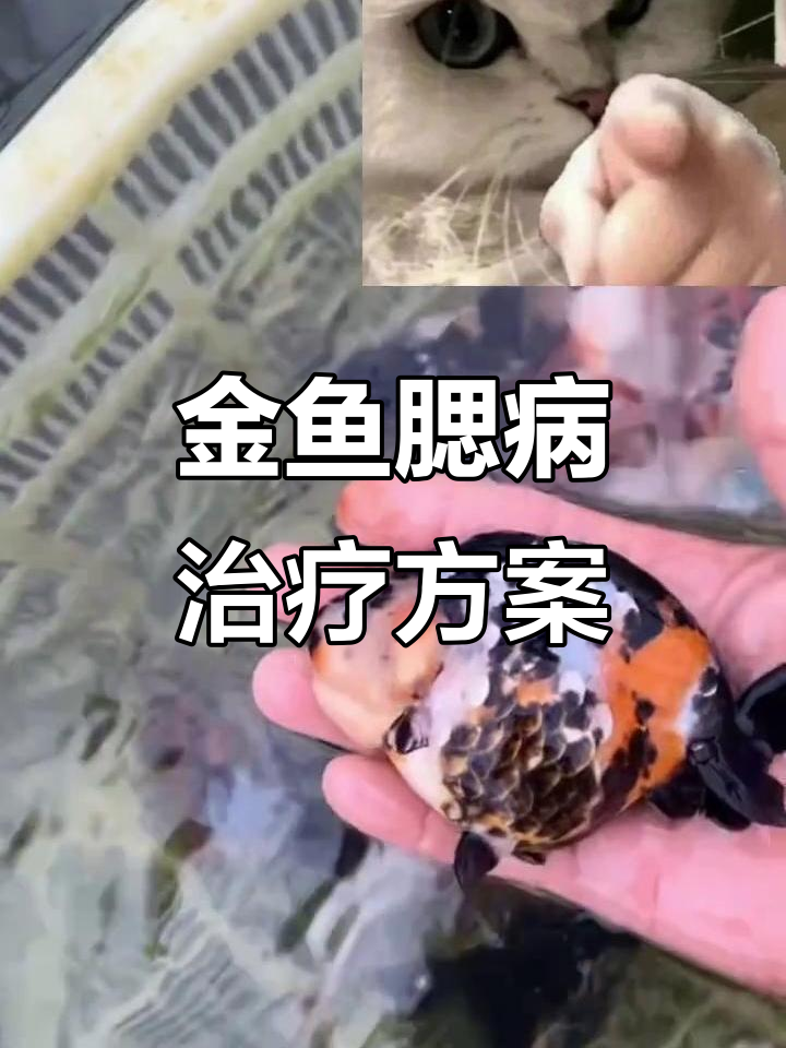 兰寿金鱼常见疾病治疗与护理技巧