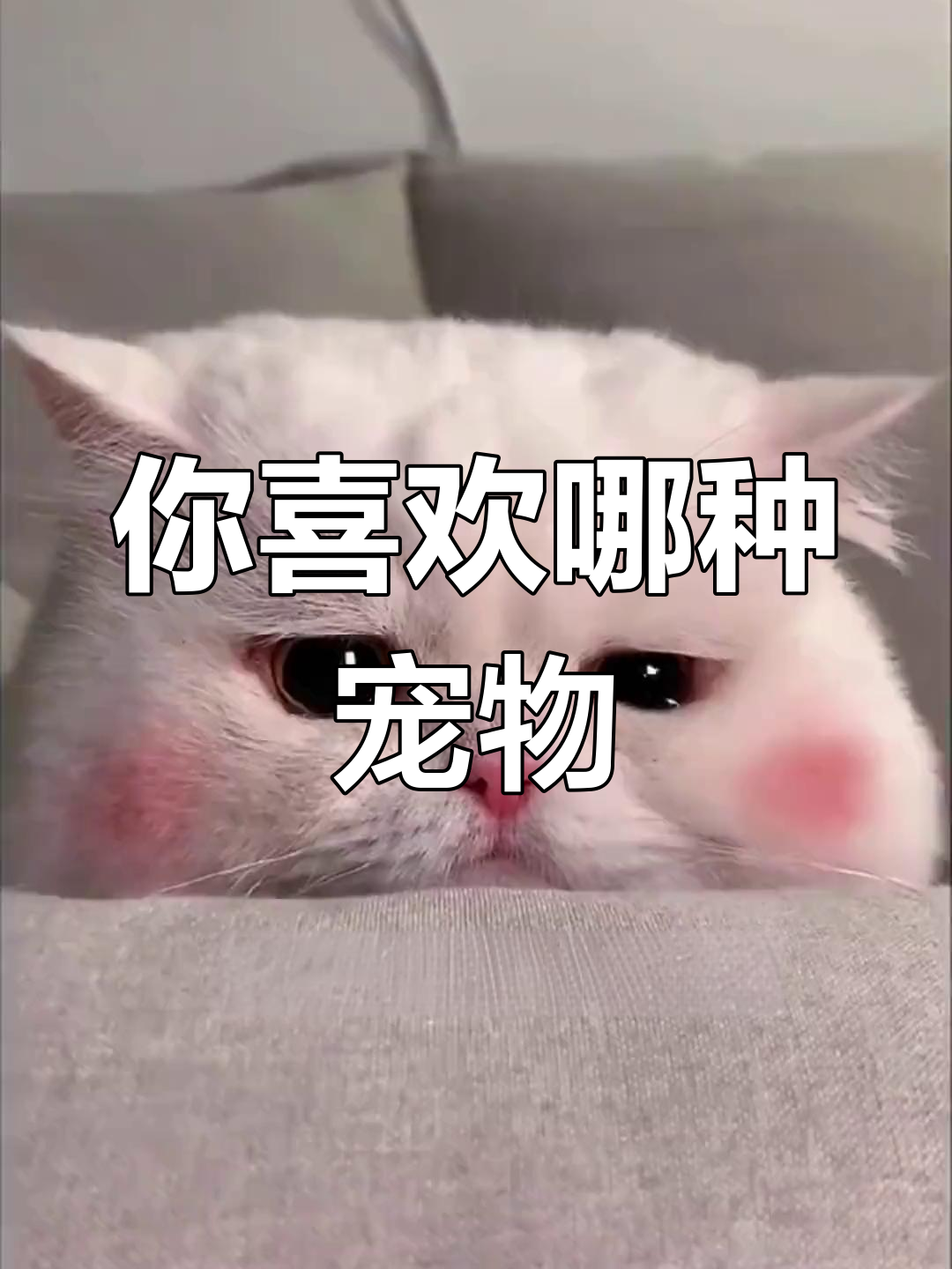 猫咪用草莓做果汁,结果没人点赞?快来看看你最适合养什么宠物