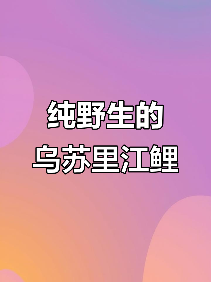 乌苏里江野生鲤鱼,黄金大鲤惊艳登场!
