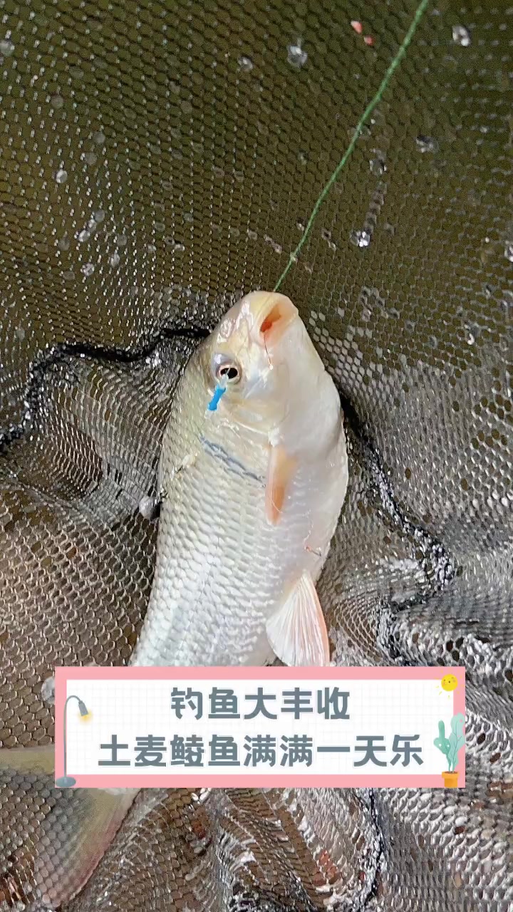 钓鱼大丰收,土麦鲮鱼满满一天乐
