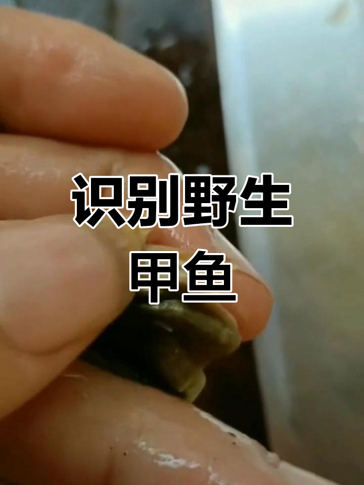 野生甲鱼特征:黄爪、亮背、硬唇,油少色红
