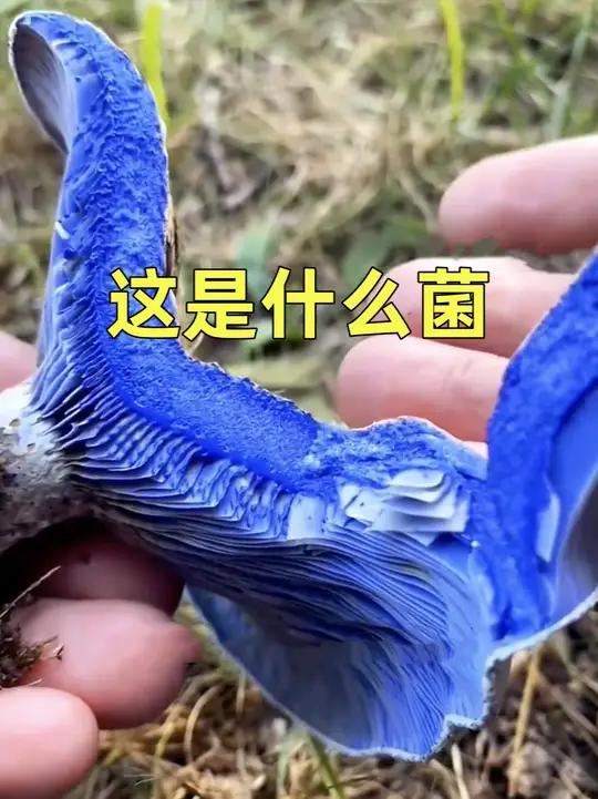 跟着八戒认识8种菌子