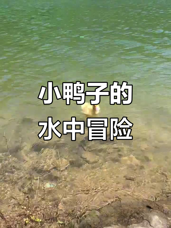 小鸭子河里游泳,萌态十足超可爱