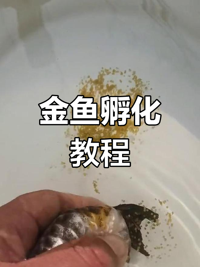兰寿金鱼繁殖全过程