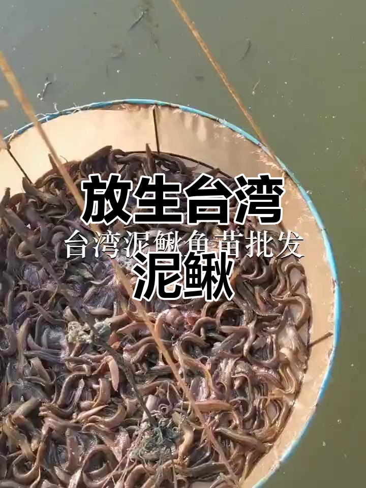 深圳龙岗与惠州龙江鱼苗场合作放生,台湾泥鳅助力生态保护
