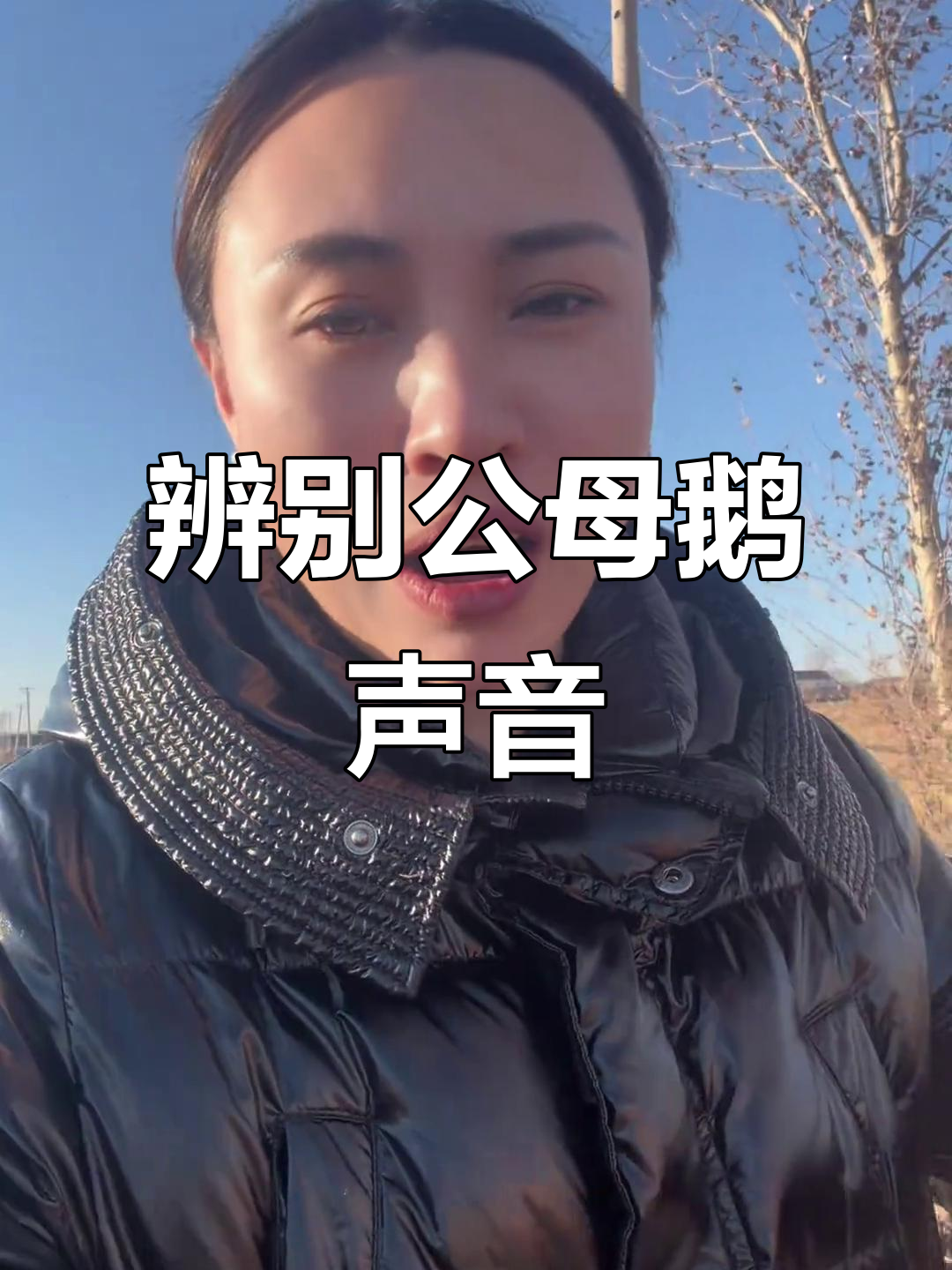 公鹅母鹅叫声大不同,教你一招轻松分辨