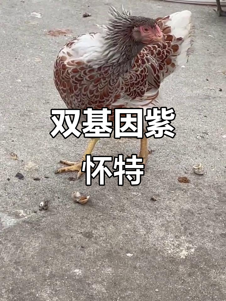 紫怀特观赏鸡,刚入坑必看网红品种