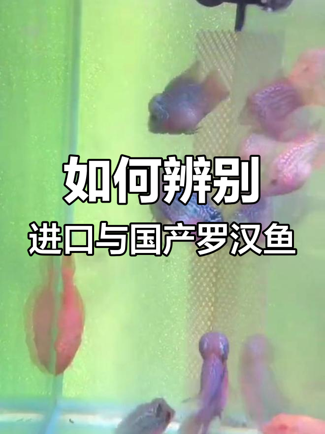 罗汉鱼苗区分技巧