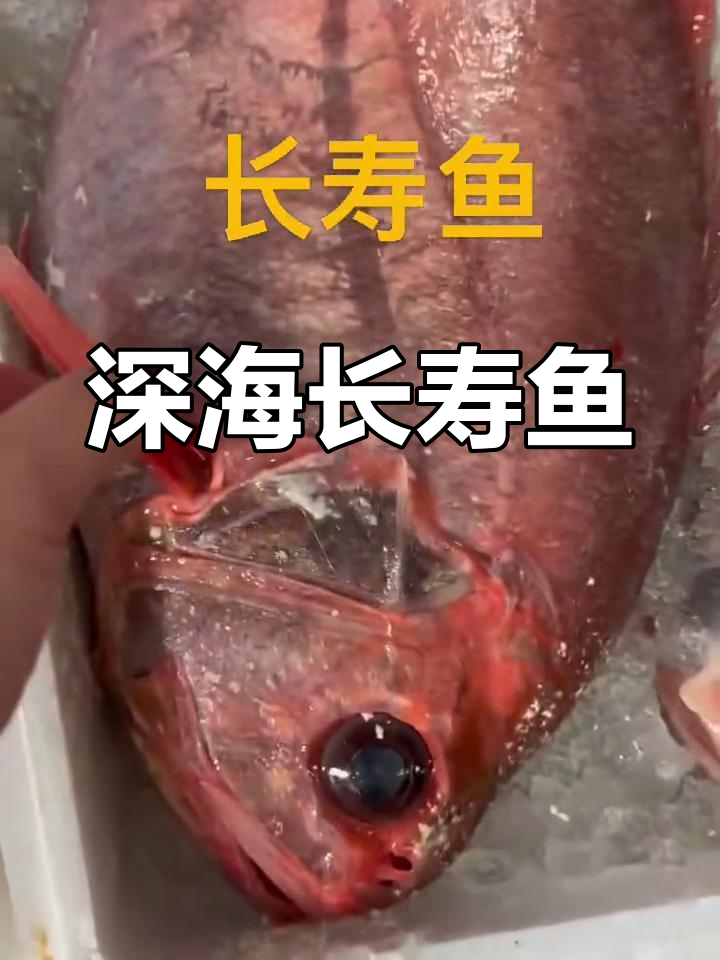 长寿鱼,深海中的长寿之星,缓慢生长至160岁