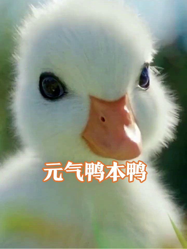 小鸭子的早间vlog：从单脚平衡到C位出道，萌翻了！