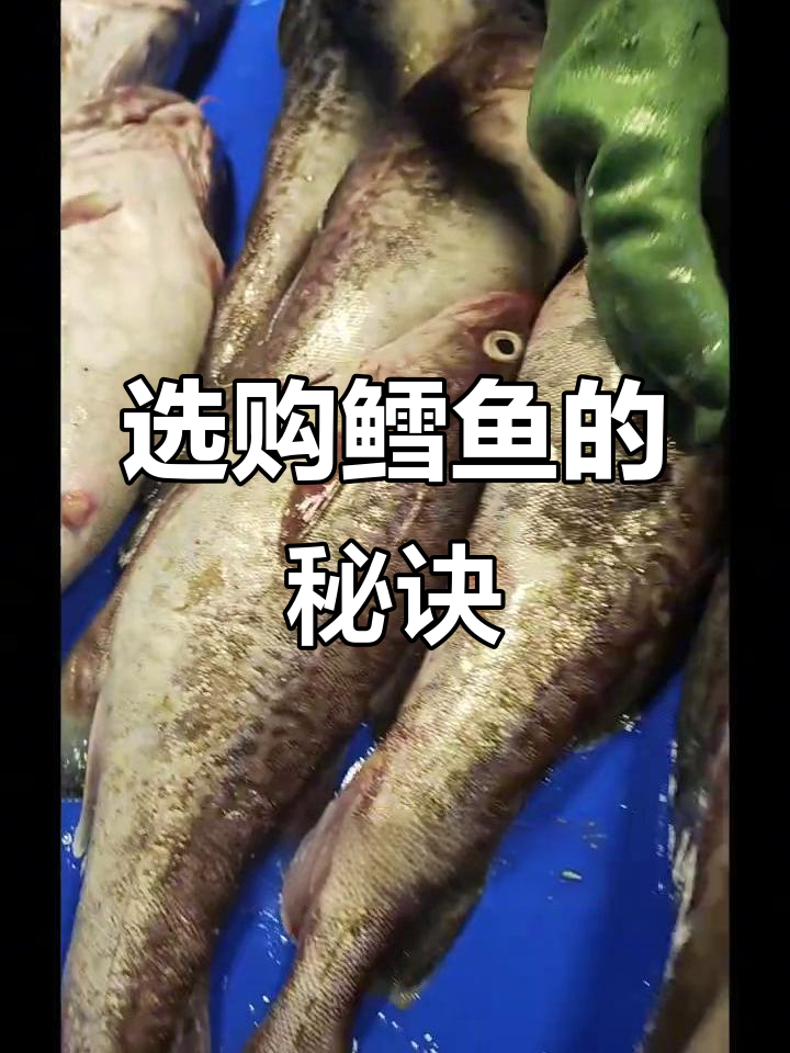 1月青岛鳕鱼上市，教你如何挑选带白子的公鳕