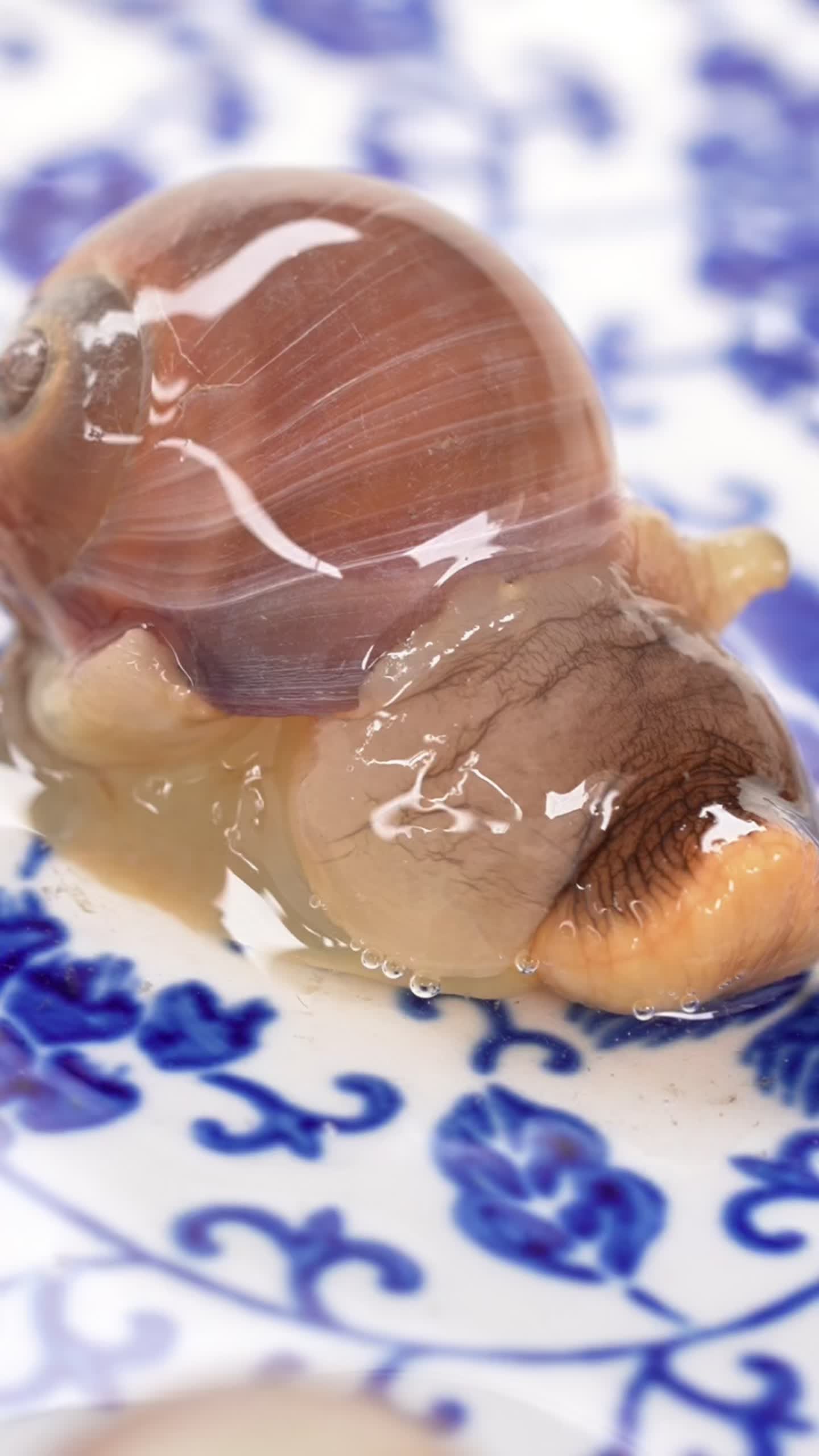 宁波人的“醉”爱 一口熟醉玉螺唤醒味觉记忆