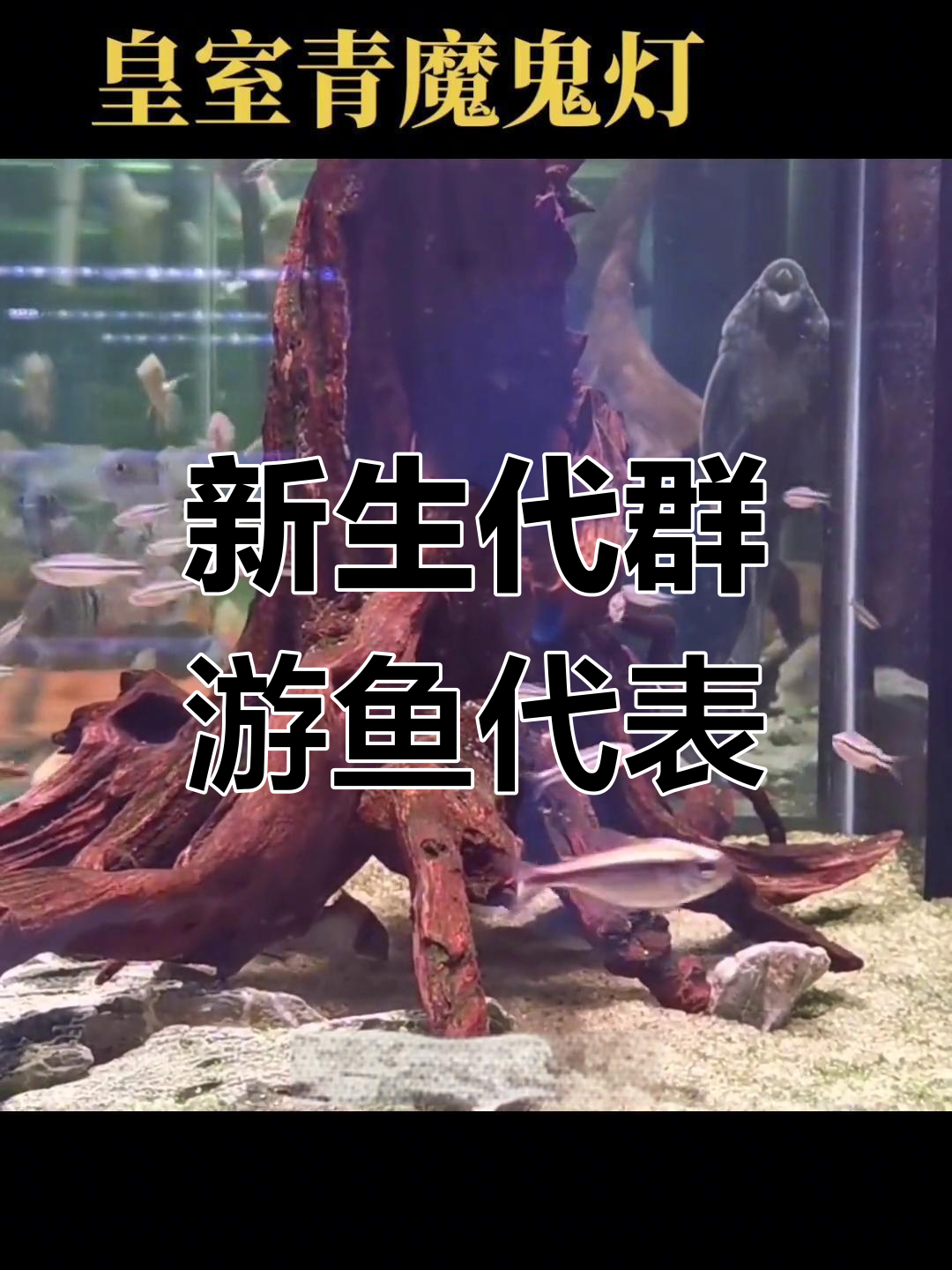 皇室青魔鬼灯:新生代群游鱼之王,温顺又美丽