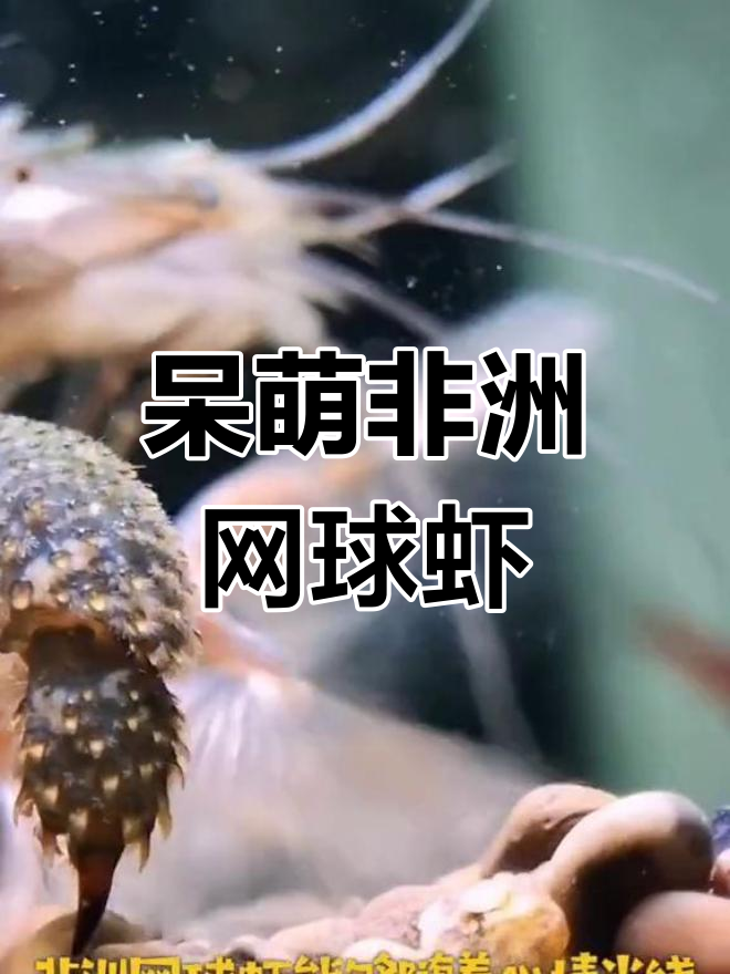 非洲网球虾的独特捕食方式