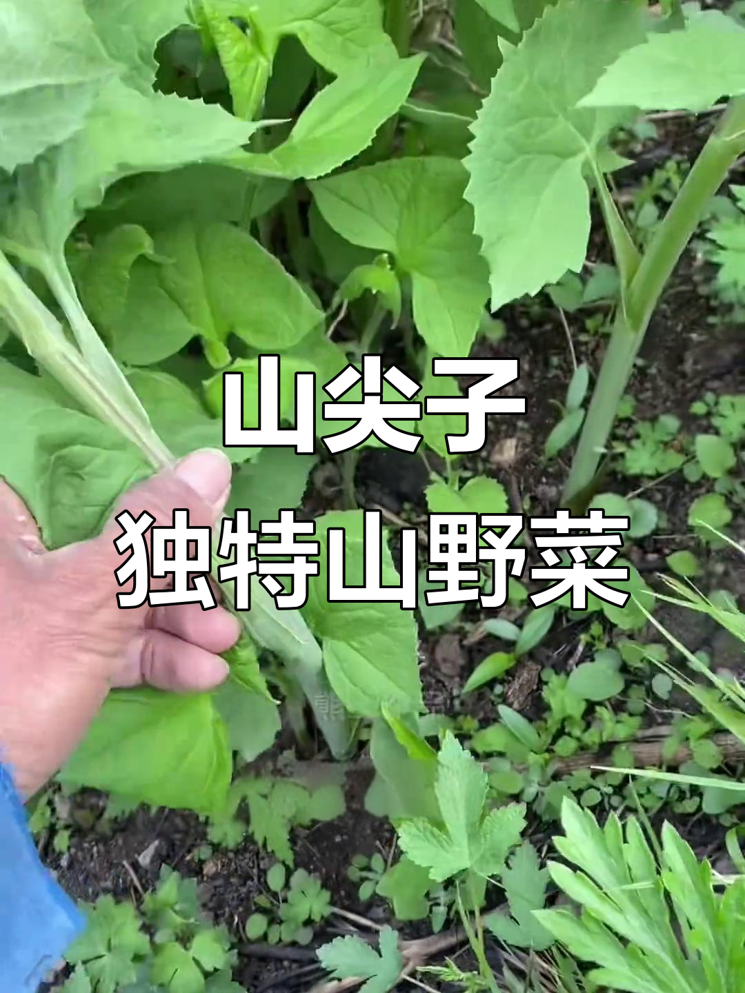 东北山尖子:一种奇特的山野菜,春季嫩苗可食用