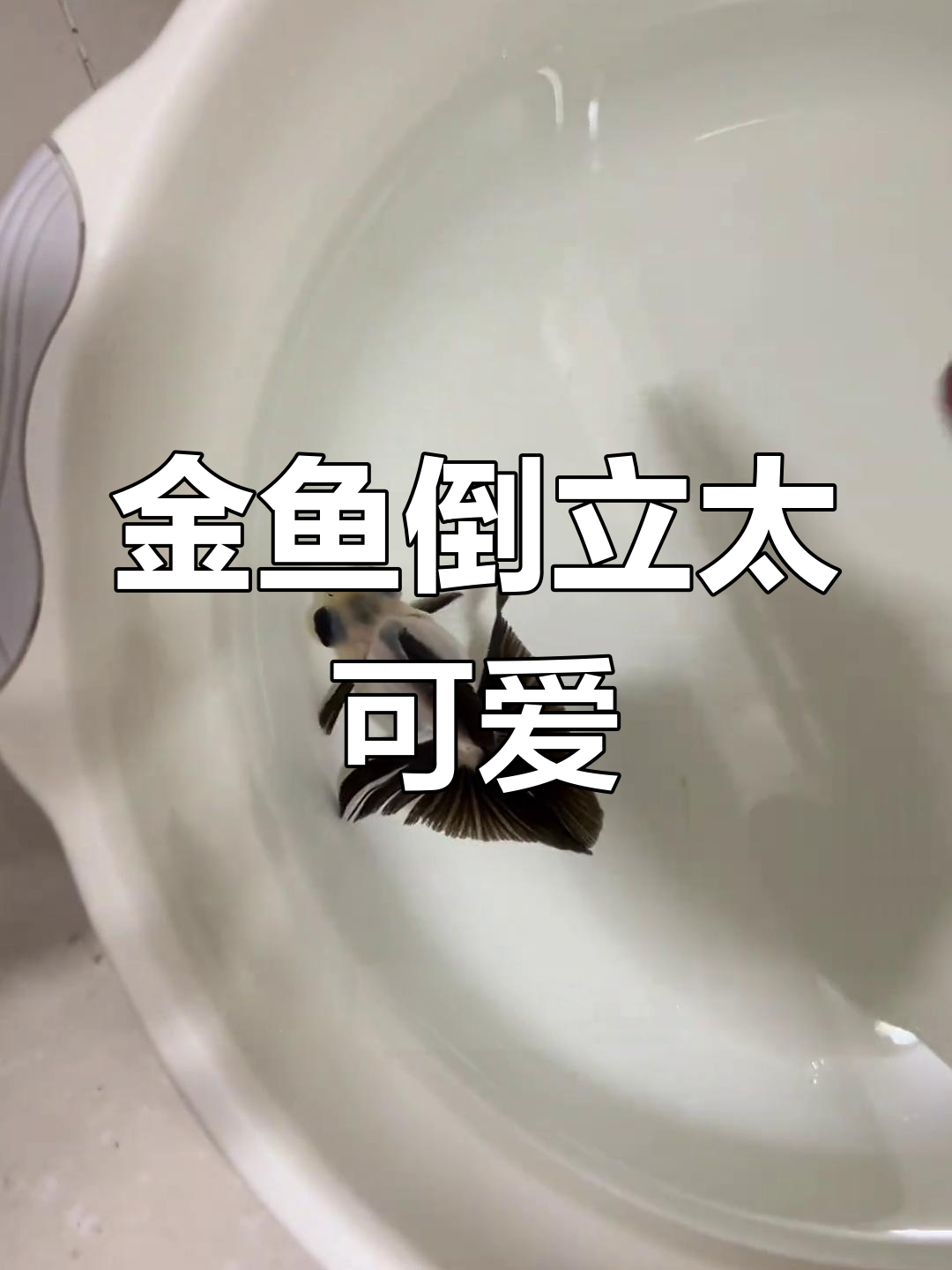小熊猫金鱼倒立,深水挑战竟然不翻!