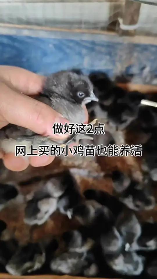 谁说买的鸡苗不好养?做好这2点,网够的小鸡苗也能养活#养鸡 #养鸡小妙招 #养鸡技术 #农