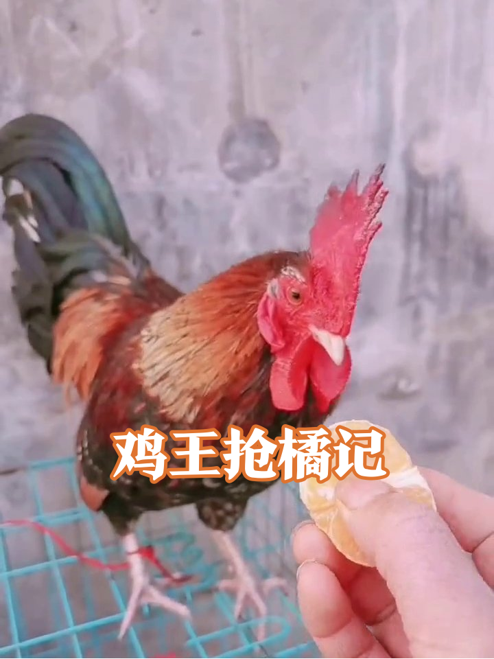 公鸡站笼顶耍大牌,见橘子秒变干饭鸡,小鸡抢食惨被怼