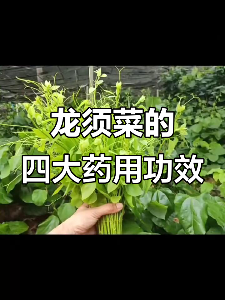 广西龙须菜:清热解毒、润肠通便,夏季必备的健康良药