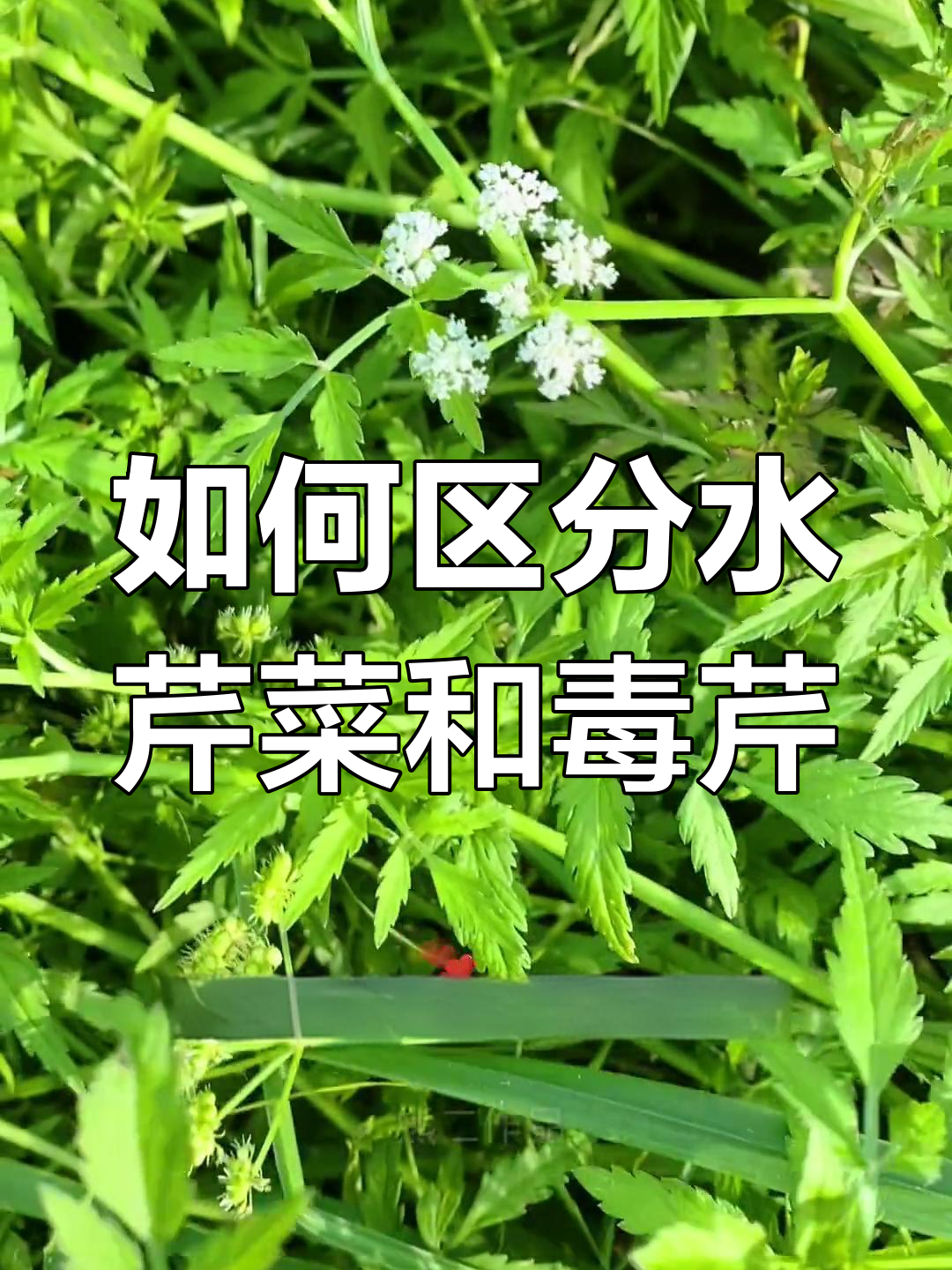 水芹菜与毒芹的区别,野外如何辨别
