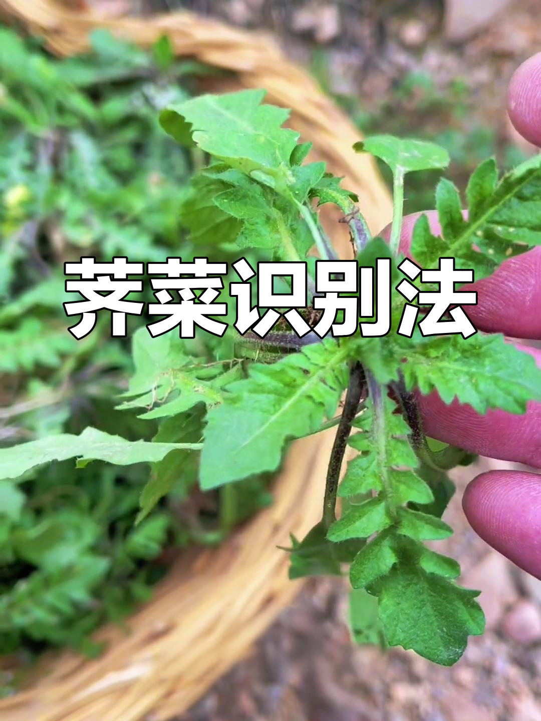 荠菜辨识小技巧:叶子光滑、卷曲明显,避免误食有毒植物
