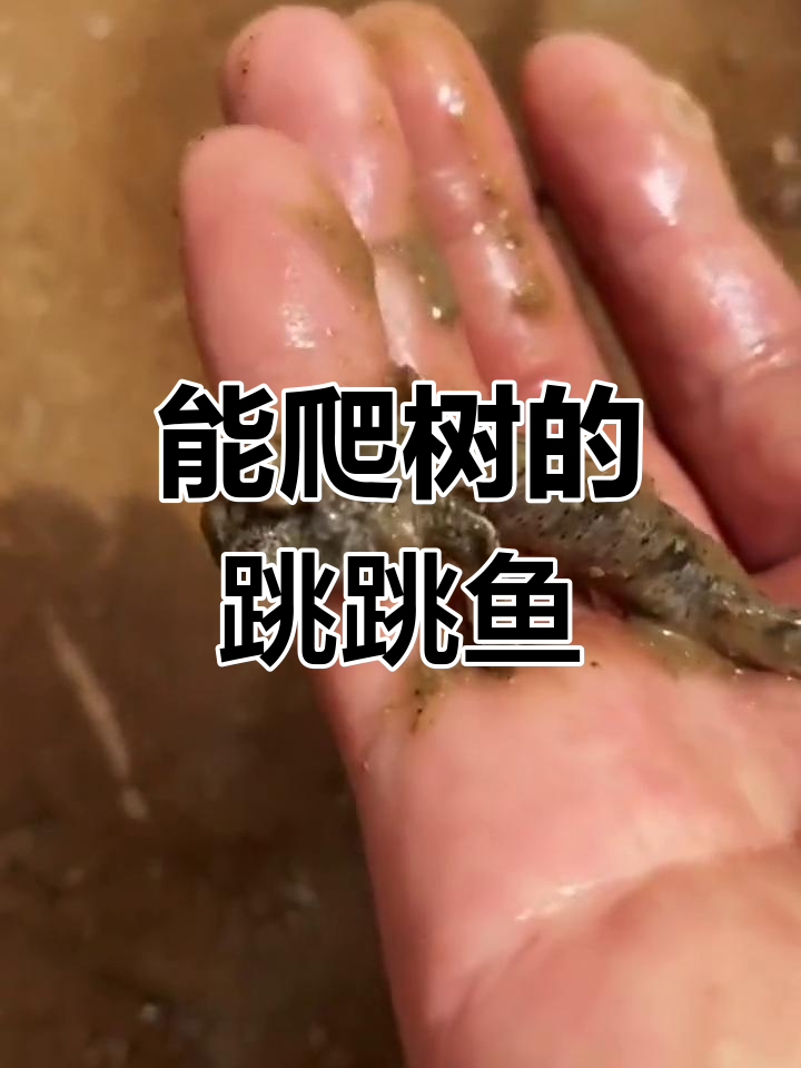 离开水也能爬树的鱼,竟能生存!