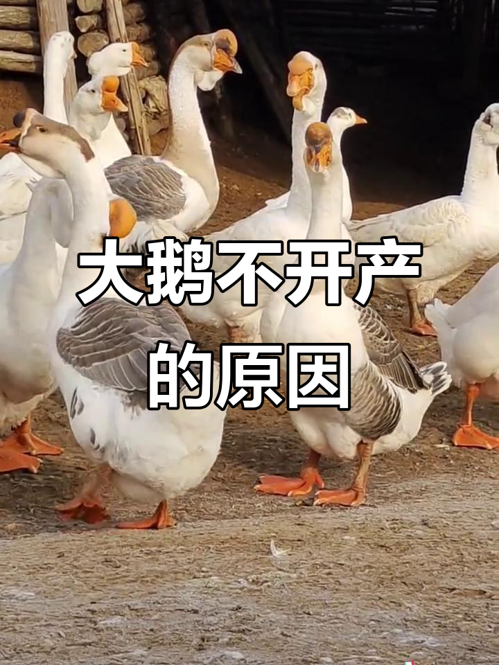 为什么大鹅不下蛋?这四点你必须知道