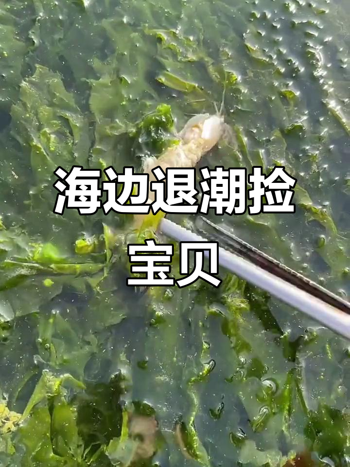 退潮赶海大作战,皮皮虾、黑头鱼和贝壳等你来抓