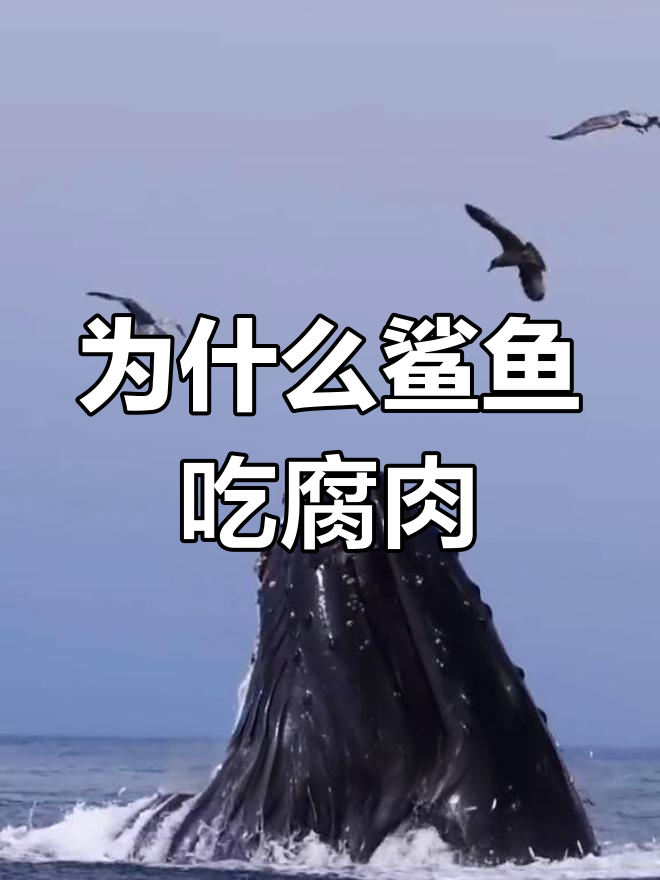 鲨鱼为何钟爱腐肉?
