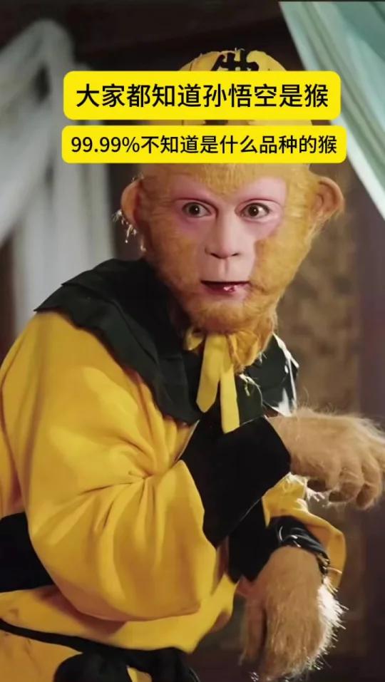 从原著设定和现实猴种关联来看,孙悟空的形象最贴近灵长目猴科猕猴属的藏猕猴(又称西藏猕猴、四