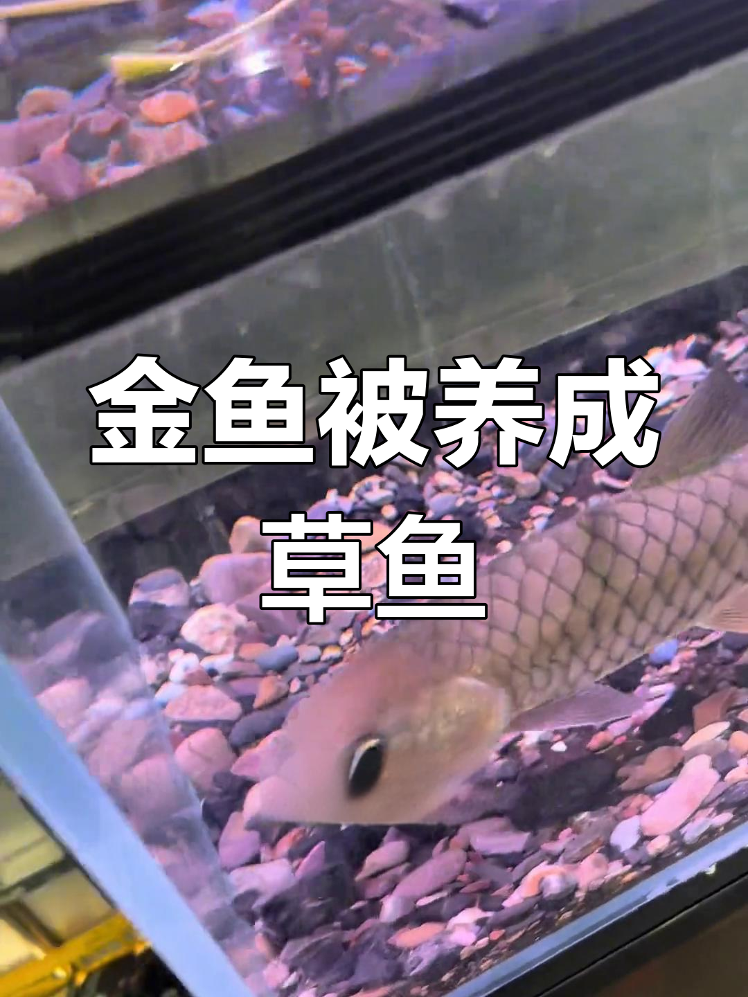 条件差到金鱼变草鱼,吃不起肉的悲惨生活