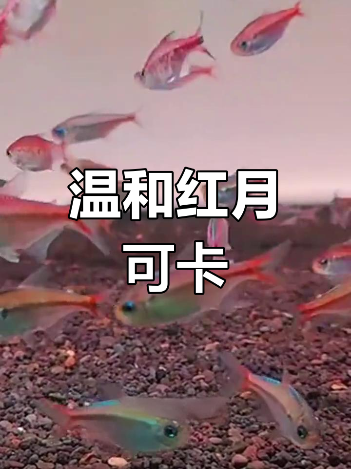 红月可卡灯:色彩斑斓的观赏鱼