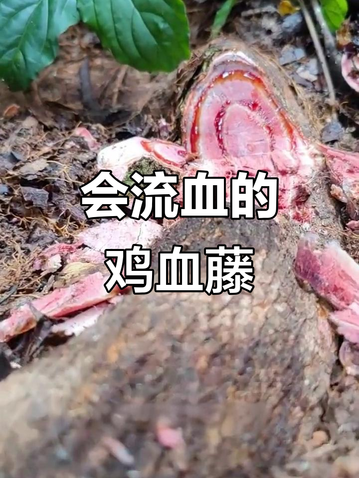 鸡血藤:一种会流血的植物,像蛇一样扭曲