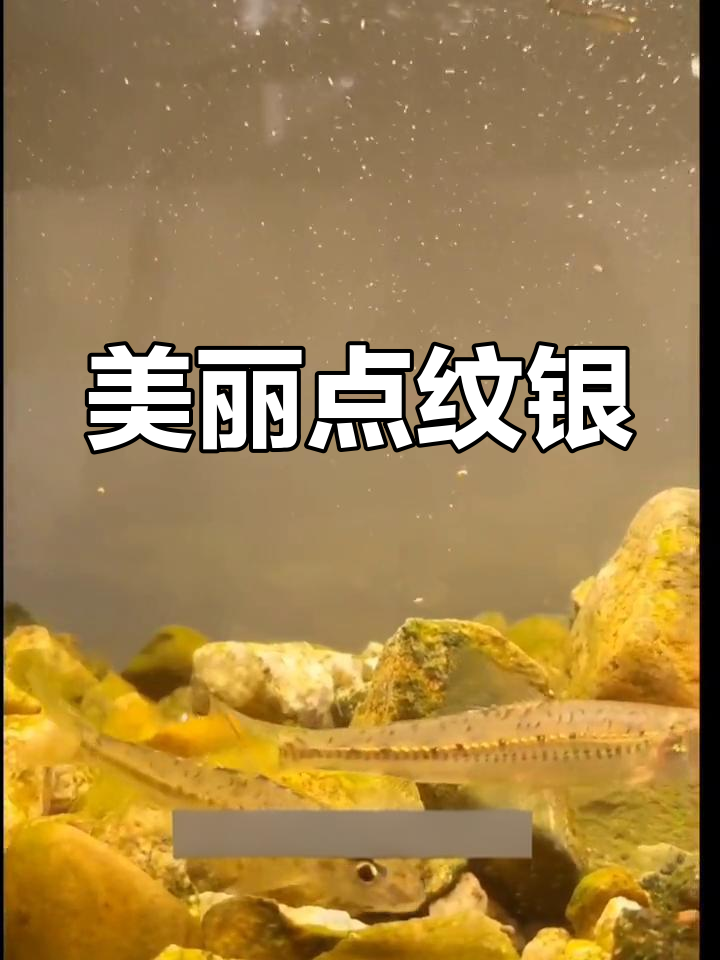 点纹银鮈:小型溪流鱼种