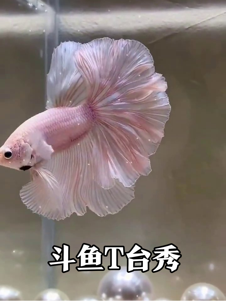 粉色斗鱼穿“祖传大裙摆”走秀，尾巴甩得比网红还用力