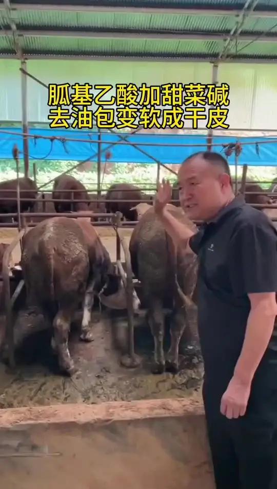 肉牛脖子粗屁股大,催肥去油塑体型