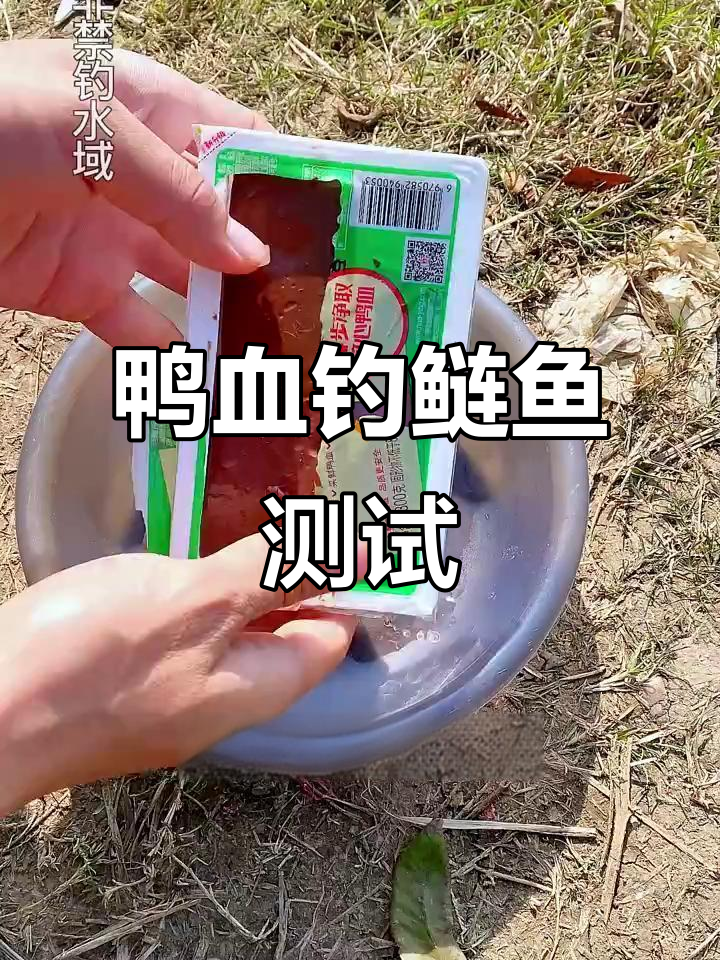 冬季鸭血钓鱼效果测试,能否诱捕鲶鱼和黄骨鱼?