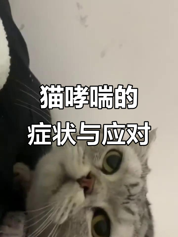 猫咪喘气急促,咳嗽不断可能是哮喘症状
