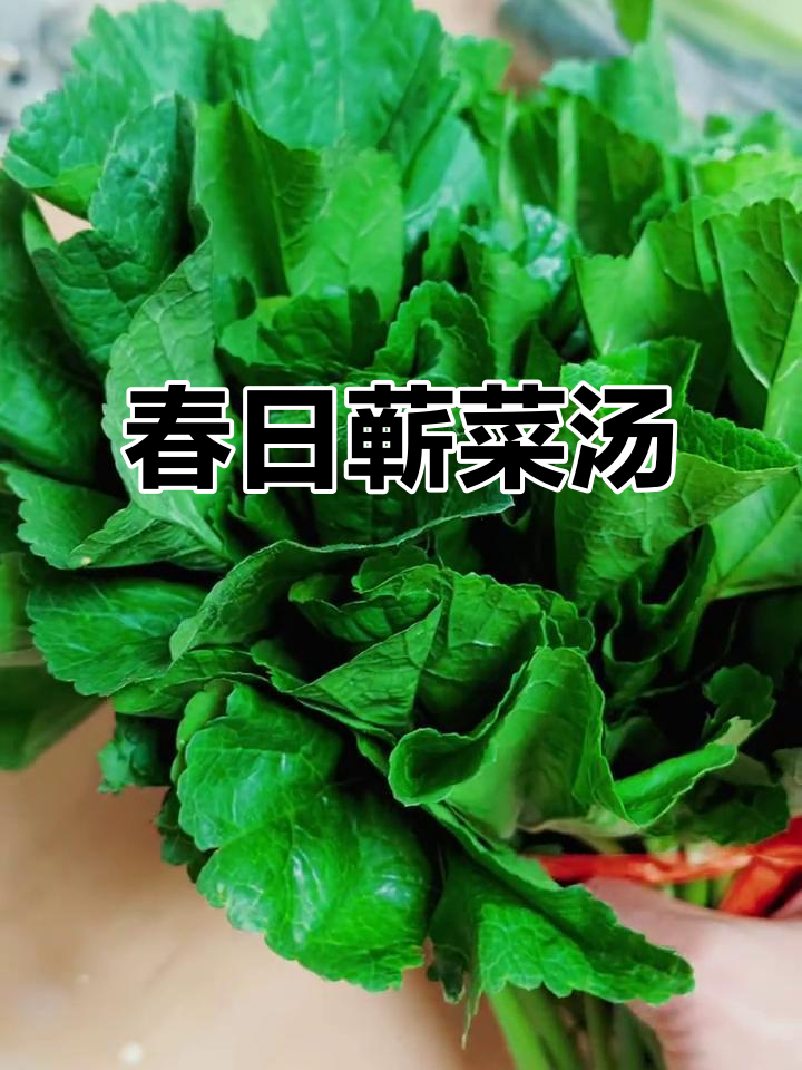 春季蕲菜汤,米汤煮更香浓
