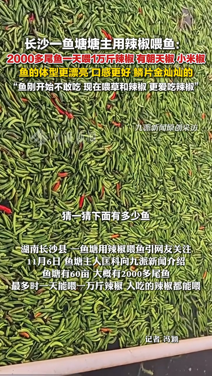 长沙鱼塘塘主回应用辣椒喂鱼：有2000多尾鱼