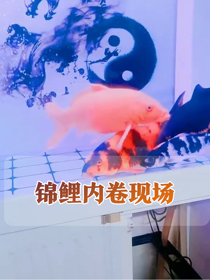 鱼缸里的显眼包们！太极图下的锦鲤内卷现场