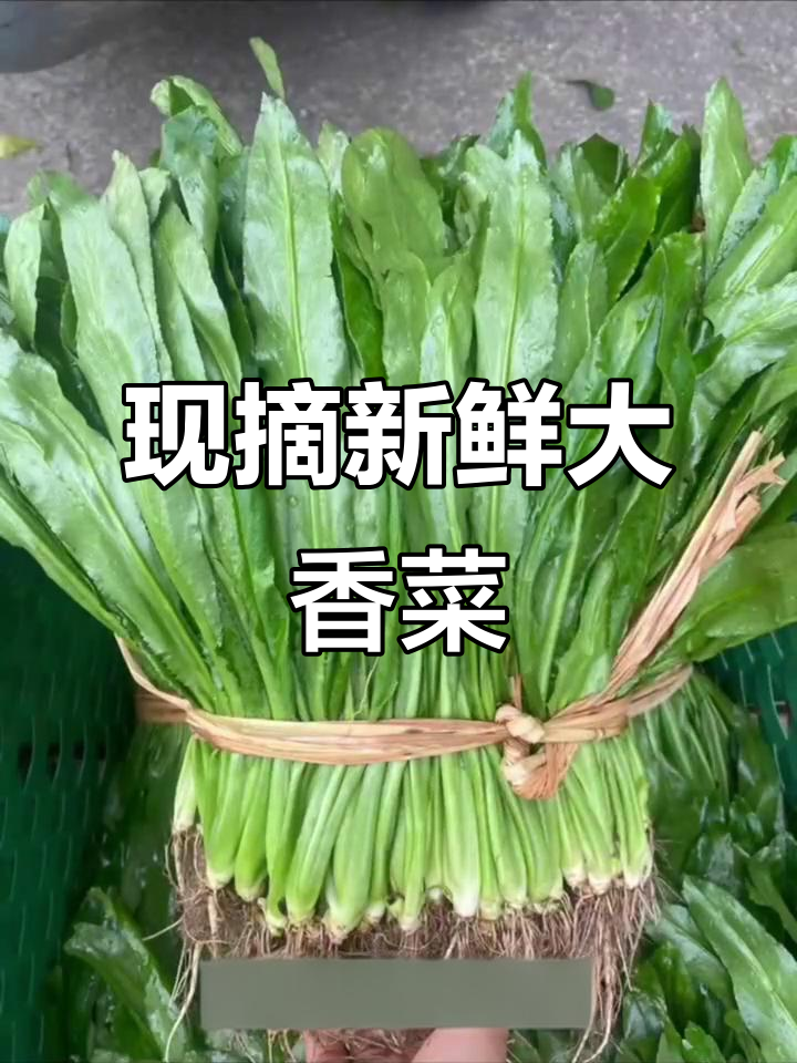 广西延穗香菜，新鲜美味等你尝