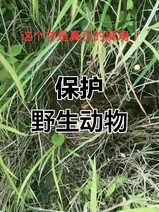 偶遇野生麻鸡,保护自然从我做起