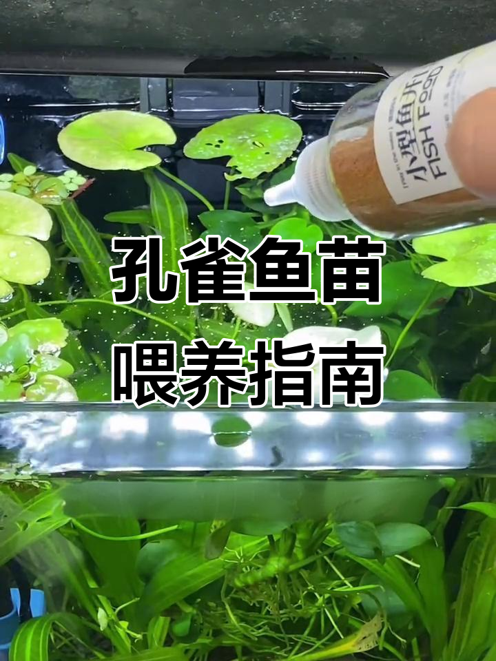孔雀鱼苗吃什么?开口粮推荐及喂食时机