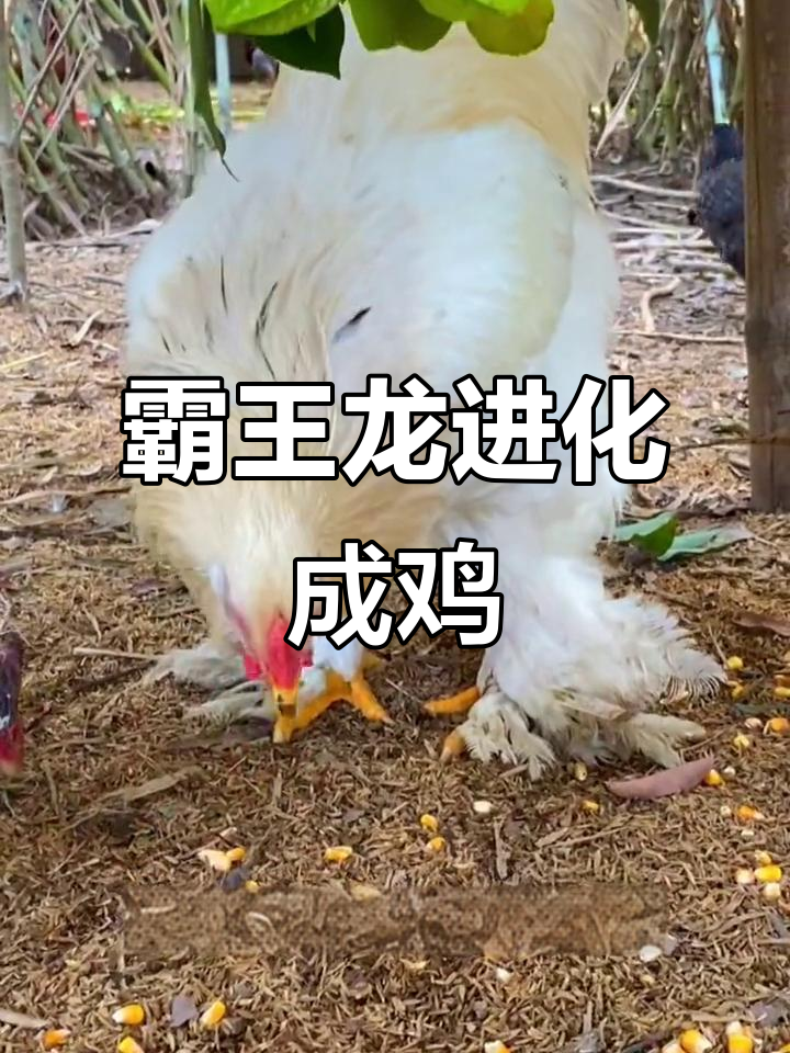 霸王龙竟是鸡的祖先?基因研究揭示惊人真相