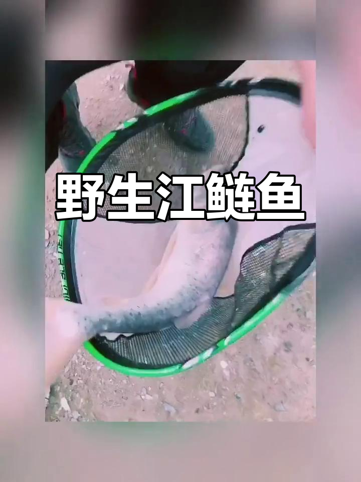 纯野生江鲢鱼,鲜美无比的天然美味